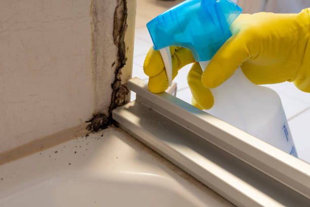 Mold Remediation for Vacation Homes in Osprey, FL